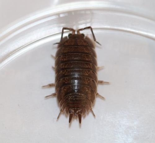 Réf. 226 577 : Porcellio laevis